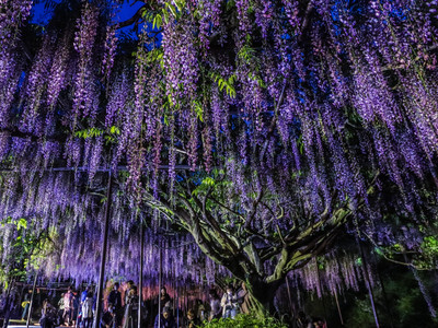 兵庫】幻想的すぎる九尺藤ライトアップ✨ 〜白毫寺〜 | Trip.com 丹波