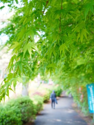 【黃金週推薦景點 Part5】視野被躑躅花園填滿與昭和復古風情