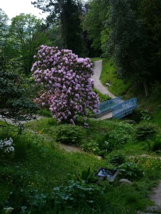Valley Garden — A Hidden Floral Canyon Inside Dartington Estate