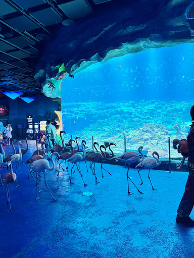 水族館の最高に幻想的なスポットをご紹介！飛船楽園（スペースシップ