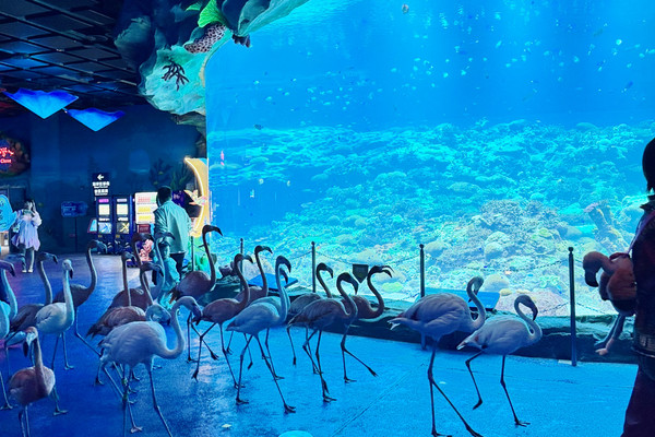 水族館の最高に幻想的なスポットをご紹介！飛船楽園（スペースシップ