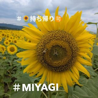 【宮城】急げ🌻３００万本🈚️摘み取り👌🌻