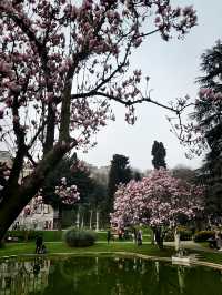 🌸 📸 EVERYTHING YOU NEED TO KNOW TO SEE MAGNOLIA BLOSSOMS IN İHLAMUR KASRI