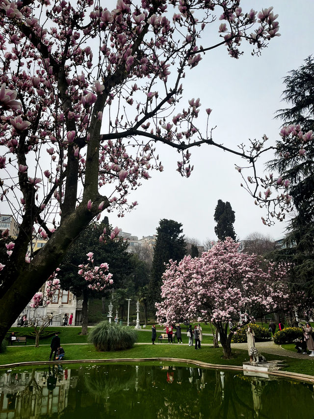 🌸 📸 EVERYTHING YOU NEED TO KNOW TO SEE MAGNOLIA BLOSSOMS IN İHLAMUR KASRI 🌸 📸 EVERYTHING YOU NEED TO KNOW TO SEE MAGNOLIA BLOSSOMS IN İHLAMUR KASRI