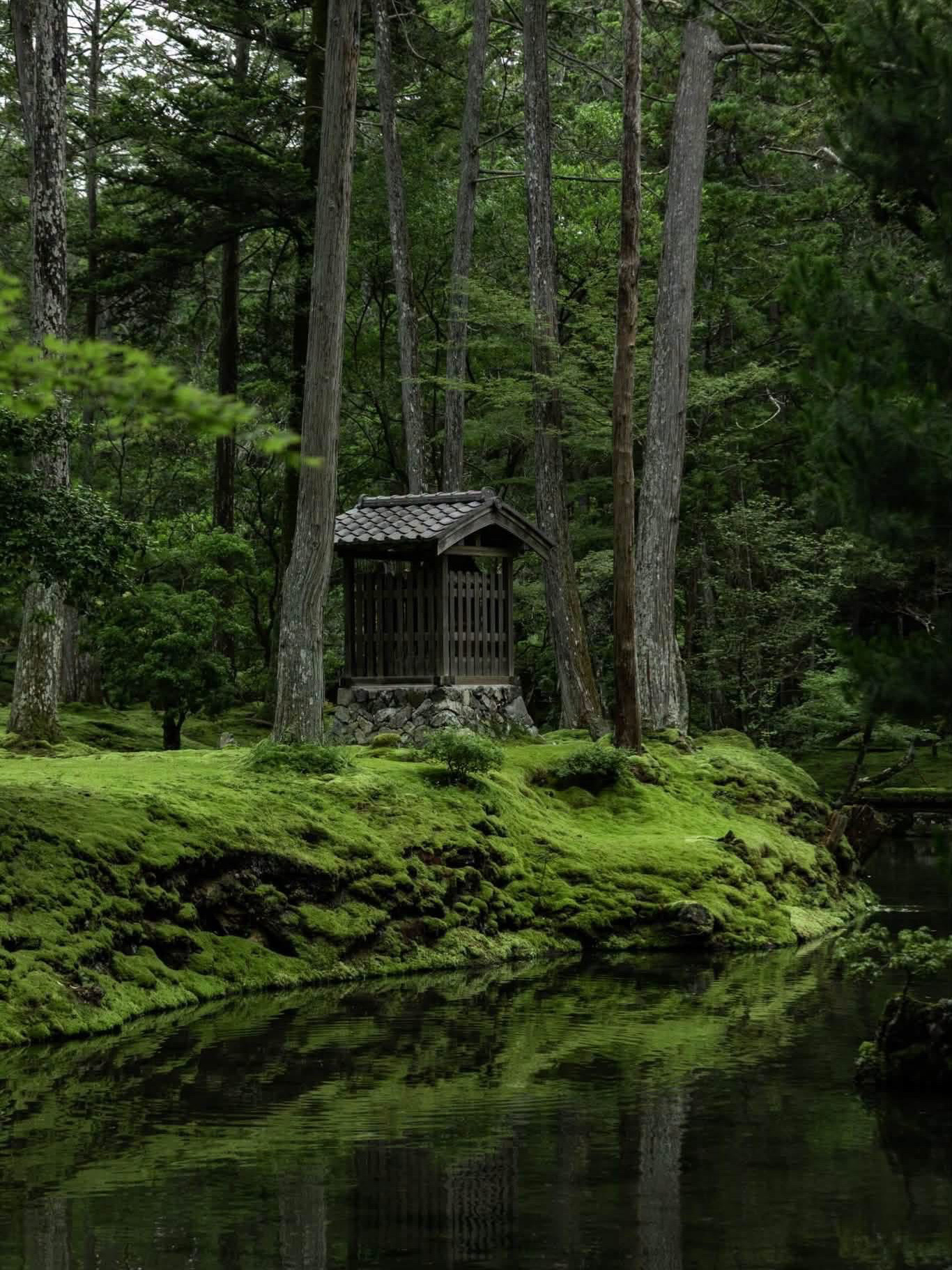🌳 LIKE STEPPING INTO ANOTHER WORLD