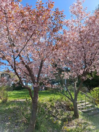 北海道私房賞櫻秘境 有珠善光寺自然公園