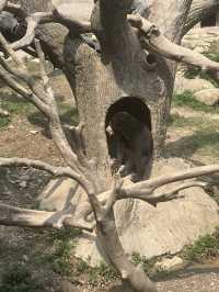 Shanghai Zoo: A Green Escape in the City