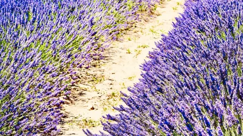 Erice Venus Castle garden walk — traveler post in Erice