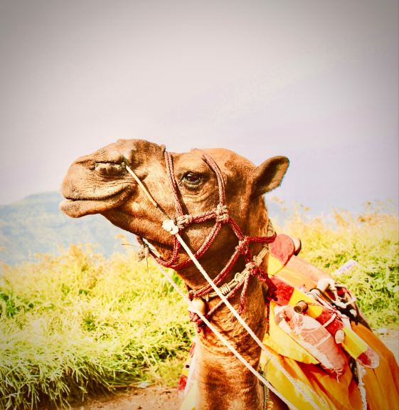 Di Tepi Gurun Terbesar Keempat: Serunya Sandboarding di Horqin Sandy Land, Baogetu, Naiman Banner。