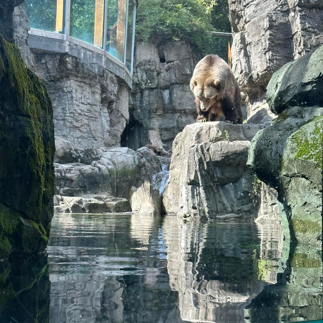 Grizzly Bears at the Central Park Zoo