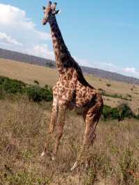 4 days maasai mara -Lake nakuru  4x4 jeep safari 