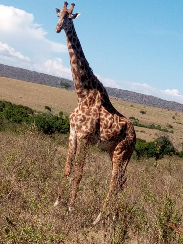 4 days maasai mara -Lake nakuru  4x4 jeep safari 