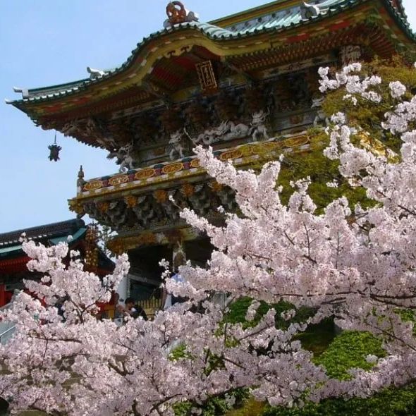 宮島和嚴島神社櫻花🌸