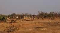 2 days Tanzania sharing safari 