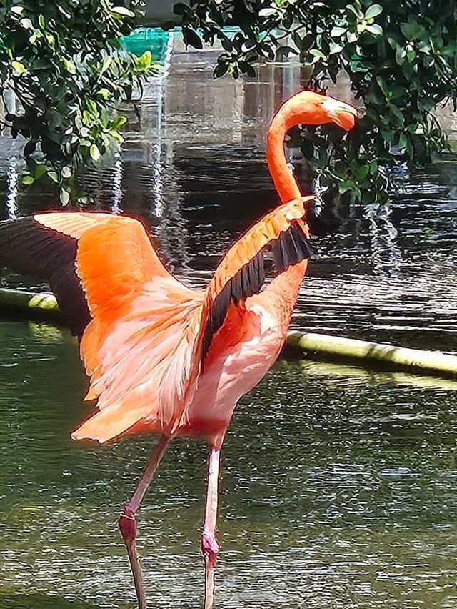 Palm Beach Zoo 🇺🇸