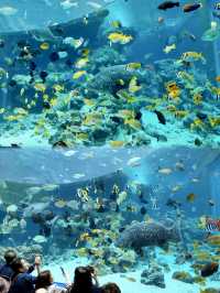 🇯🇵沖繩｜亞洲最大海水水族館看鯨鯊