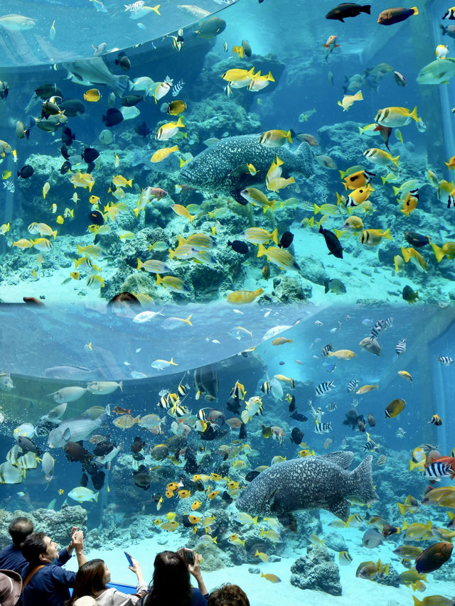 🇯🇵沖繩｜亞洲最大海水水族館看鯨鯊