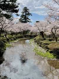【金沢：兼六園】金沢旅なら外せない、兼六園で時間を忘れる癒しの散策🍃🚶