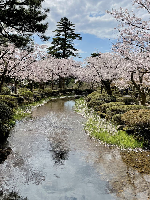 【金沢：兼六園】金沢旅なら外せない、兼六園で時間を忘れる癒しの散策🍃🚶