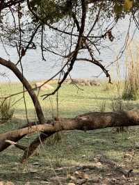 Wildlife Spotting in India 🐅