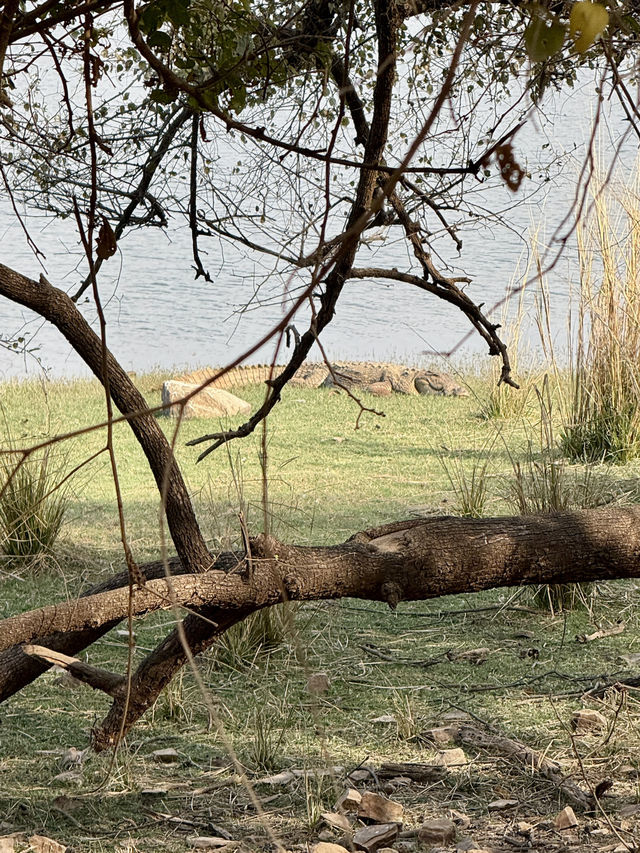 Wildlife Spotting in India 🐅