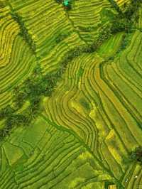 Jatiluwih Rice Terraces, Bali: A Peaceful Tapestry of Tradition and Nature