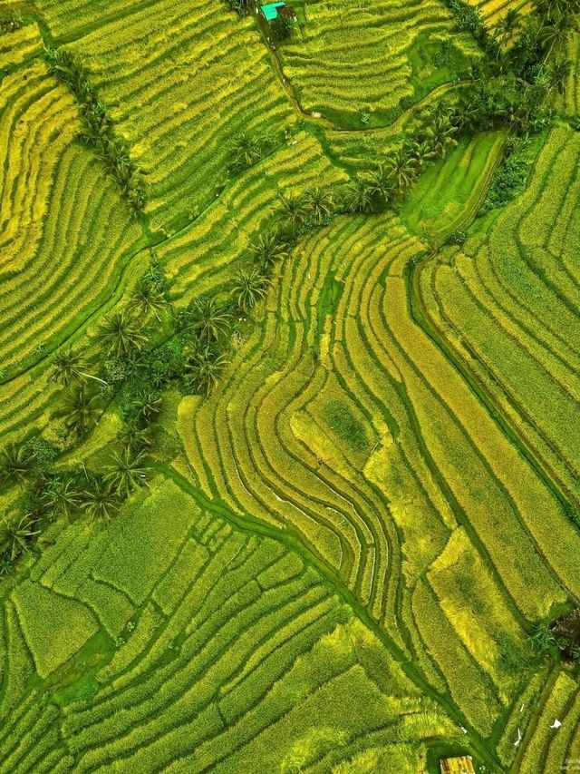 Jatiluwih Rice Terraces, Bali: A Peaceful Tapestry of Tradition and Nature