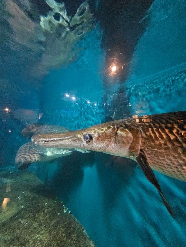 An Underwater Adventure in the Heart of Kuala Lumpur