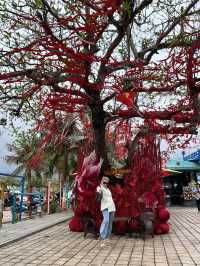 Da Nang for $100: 3 Days That Will Change How You See the World