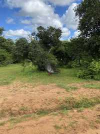 🐘 Yala National Park – A Wildlife Wonderland in Southern Sri Lanka 🌿
