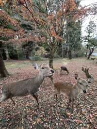 Deer Encounters and Temple Wonders in Nara Park 