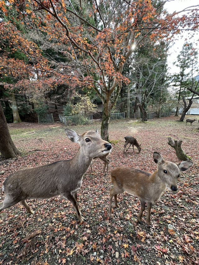 Deer Encounters and Temple Wonders in Nara Park 
