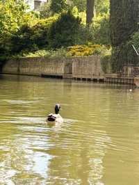 Glide Through History: Punting in Cambridge