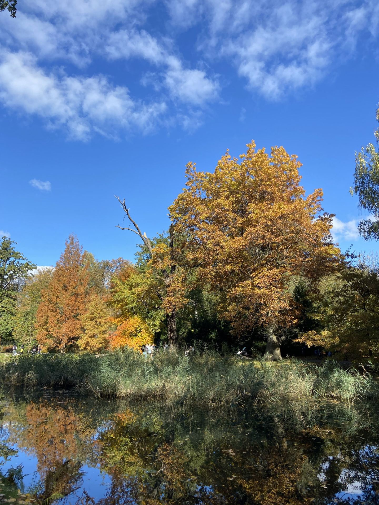 Идеальный осенний день во Вроцлаве 🍂 🇵🇱