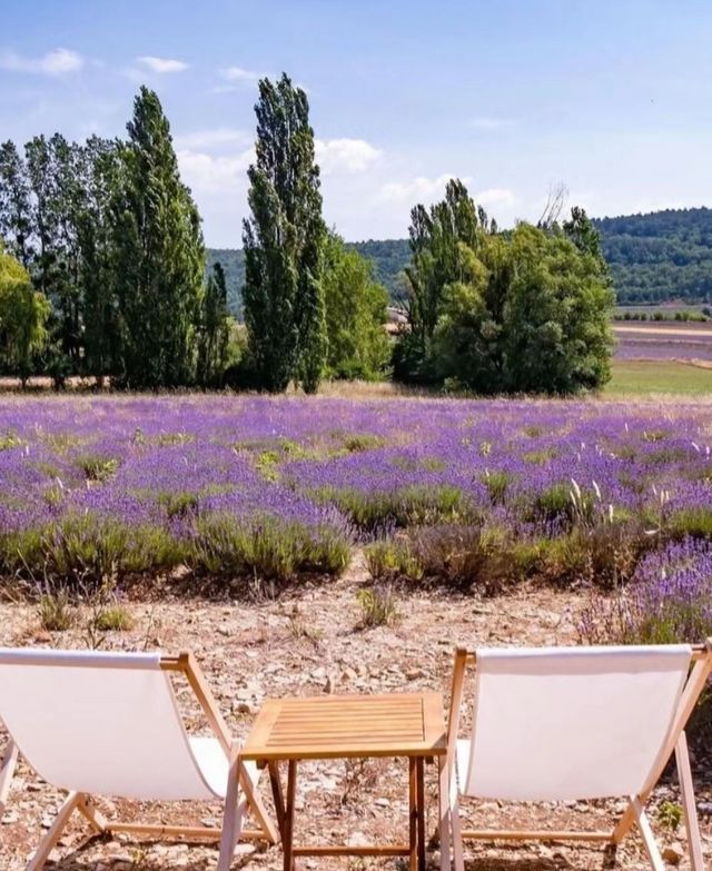 Australian Lavender 🌟 Please bookmark the South France Lavender Guide.