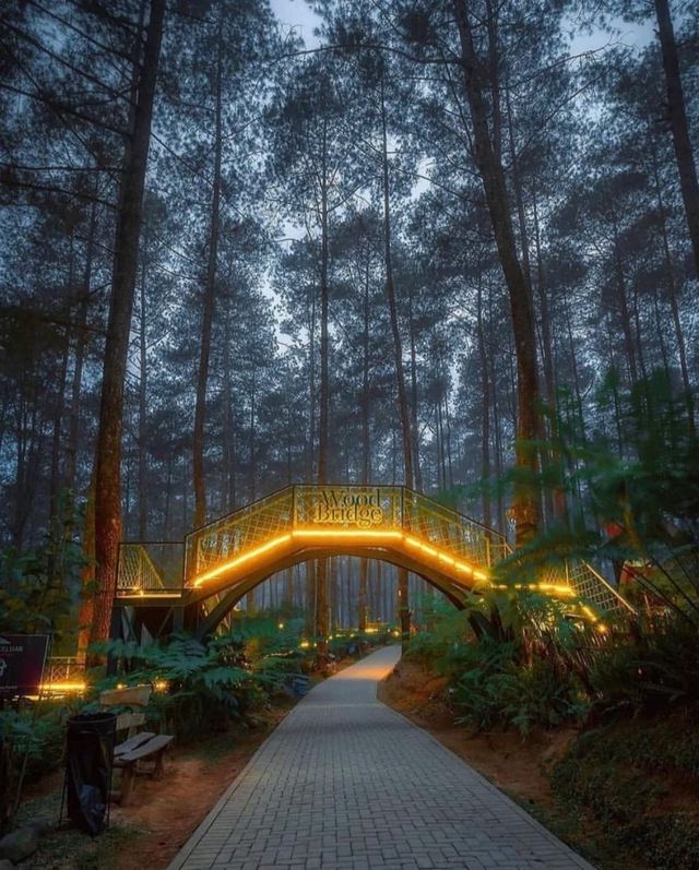 Beautiful and magnificent orchid forest Cikole Lembang.