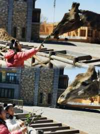 Giraffe Manor Hotel - Have a date with giraffes in spring