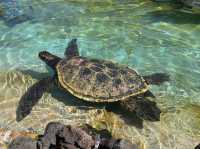 Hawaii's must-visit park attraction - Sea Life Park.