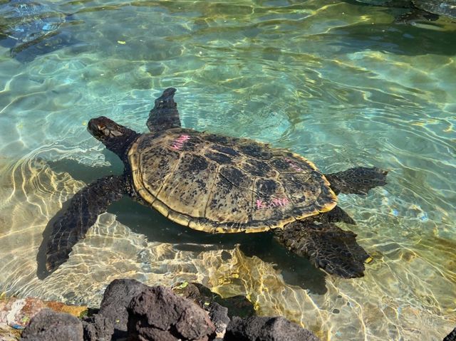 Hawaii's must-visit park attraction - Sea Life Park.