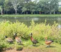 São Paulo · Ibirapuera Park