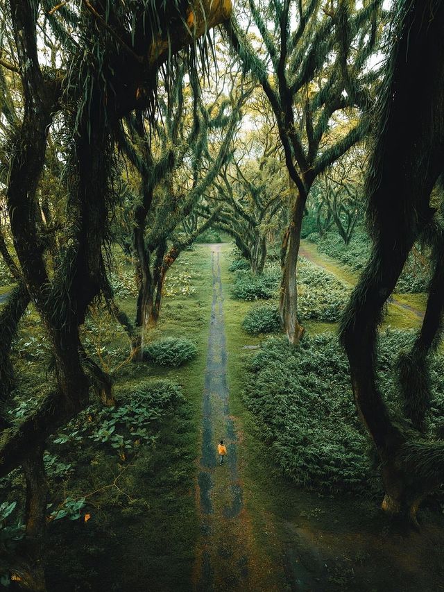 Indonesia's must-visit 🌲Lord of the Rings forest feels like a journey to the underworld!
