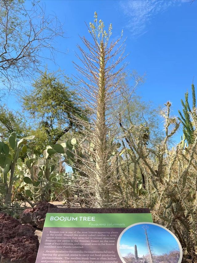 Las Vegas - Cactus Botanical Garden