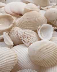Seaside Whispers: A Tale of Shells and Sea