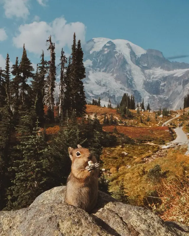 Photogenic Companionship: A Pawsitively Adorable Co-star