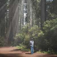 🌲 Redwoods: Towering Giants 🌲