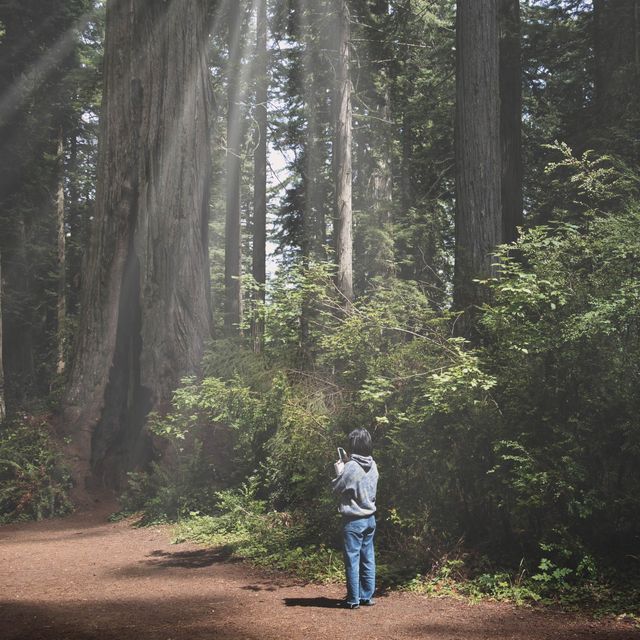 🌲 Redwoods: Towering Giants 🌲