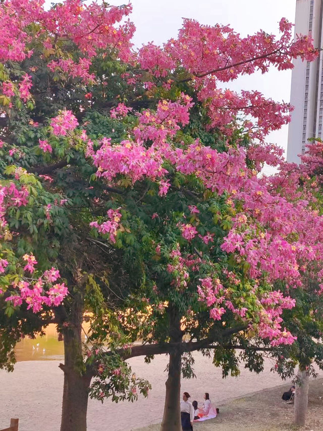 深圳 觀瀾湖異木棉  | 錯過等一年，冬日童話的粉色花海