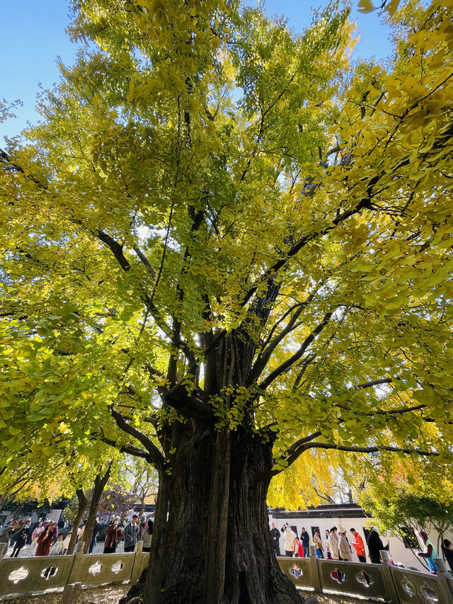 走進千年古樹公園