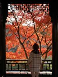 不是京都！是南京！美到窒息的紅楓