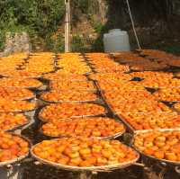 Persimmon Season in Guangdong 